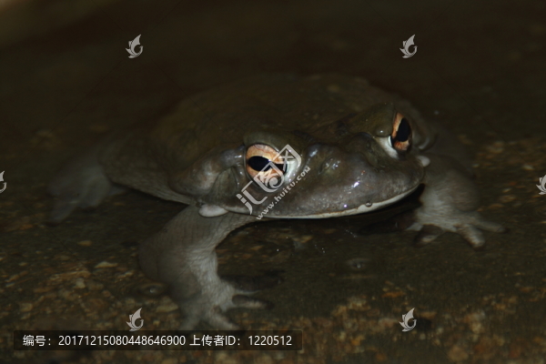 蟾蜍