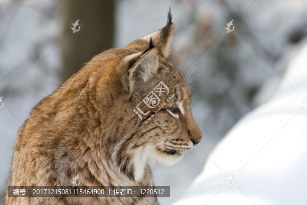 動物