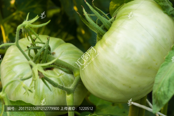 農(nóng)業(yè)