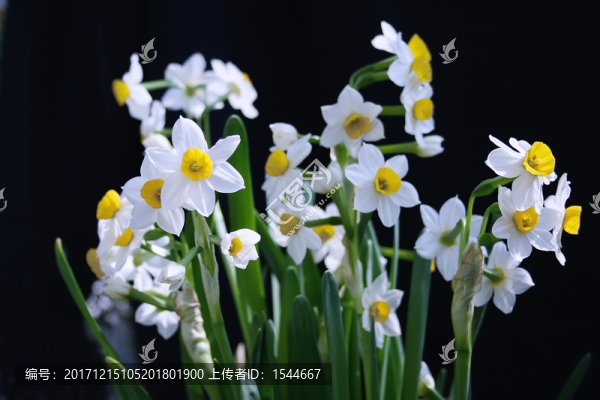 水仙花