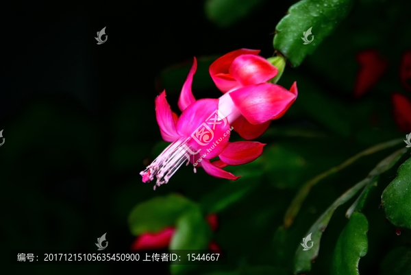 仙人指