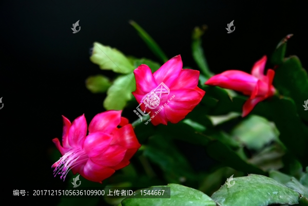 仙人指,蟹爪蘭