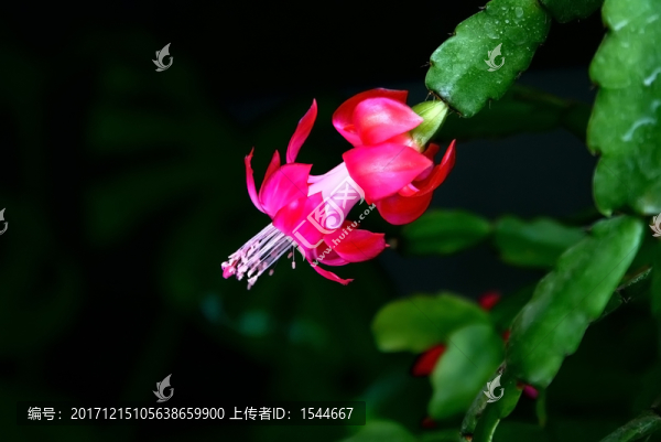 仙人指