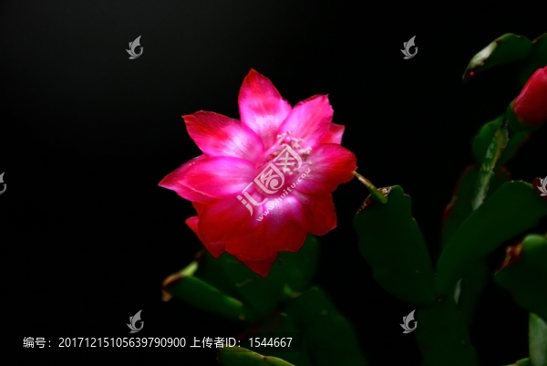仙人指,蟹爪蘭