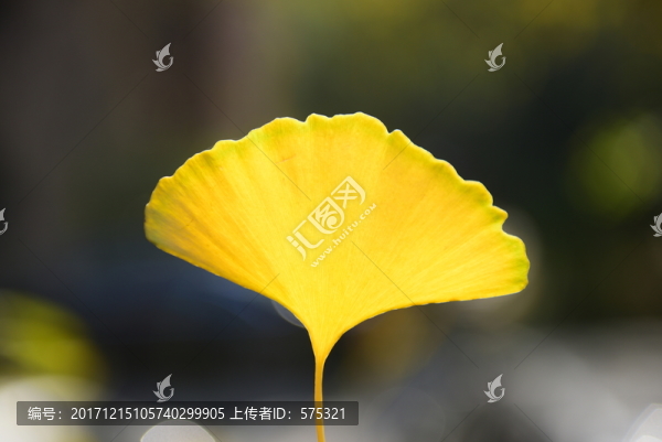銀杏葉
