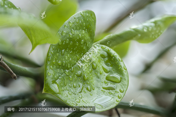 綠葉水滴