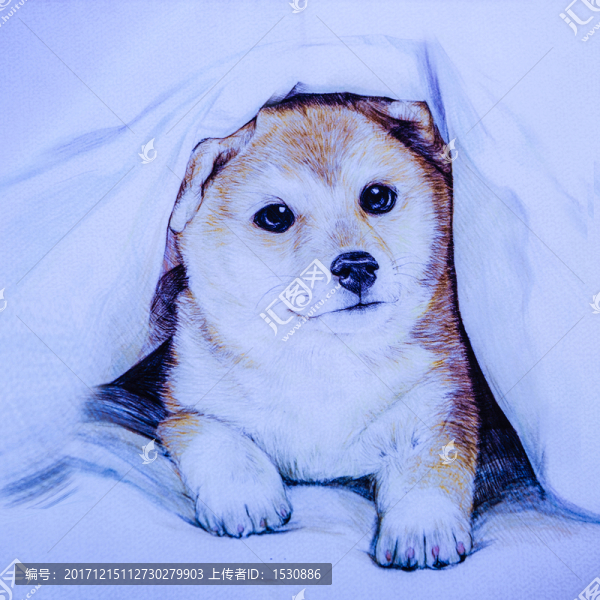 中華田園犬,名犬