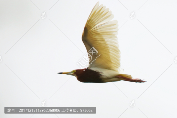 池鷺,天空,飛翔