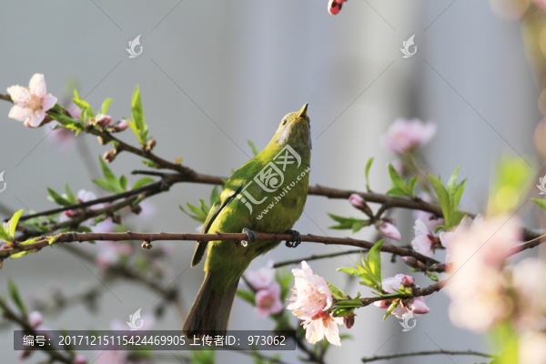 鳥語花香,春光圖