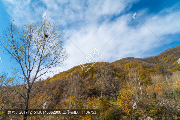 山野樹林