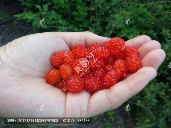 樹(shù)莓