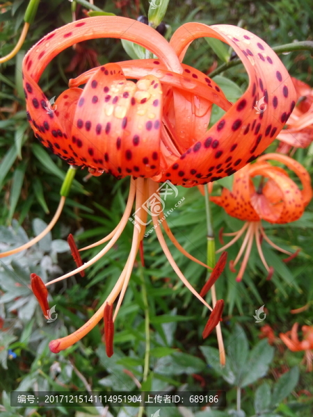 紅花