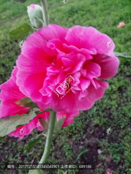 芍藥花
