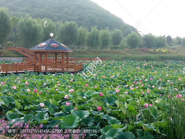 荷花池