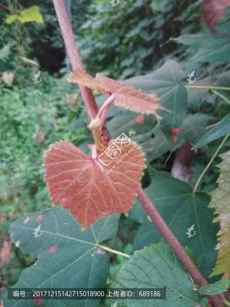 葡萄秧