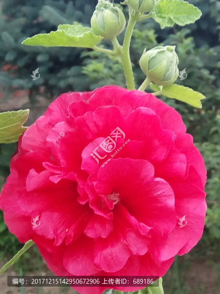 芍藥花