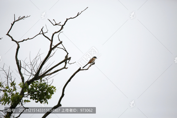 棕背伯勞,孤獨守望