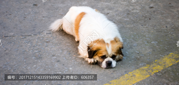 狗
