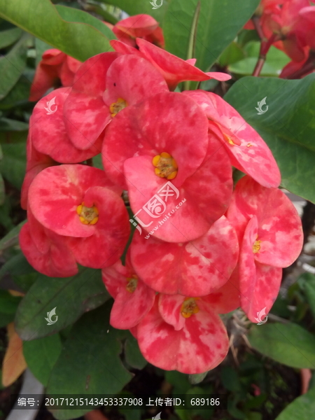花球