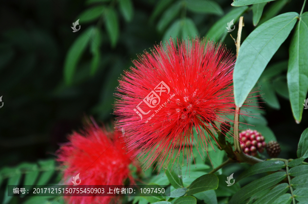 紅絨球