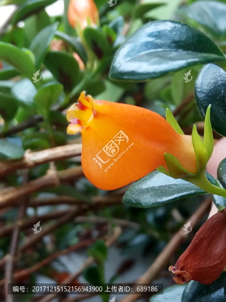 小金魚花