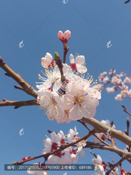 梅花