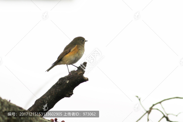 紅脅藍(lán)尾鴝,雌鳥