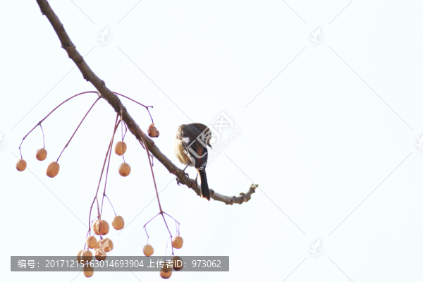 北紅尾鴝,冬果