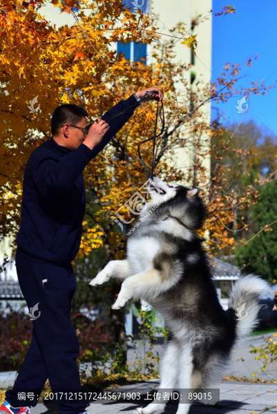 人與阿拉斯加雪橇犬
