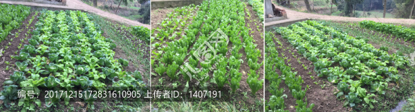 菜地
