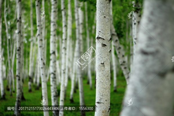 樹木
