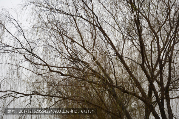樹枝