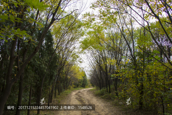 林蔭小道