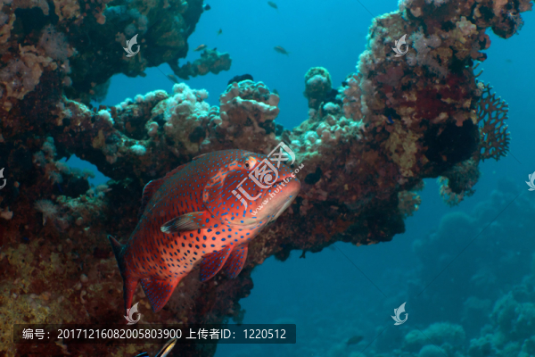 藍色