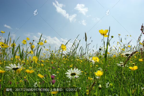 sommerwies