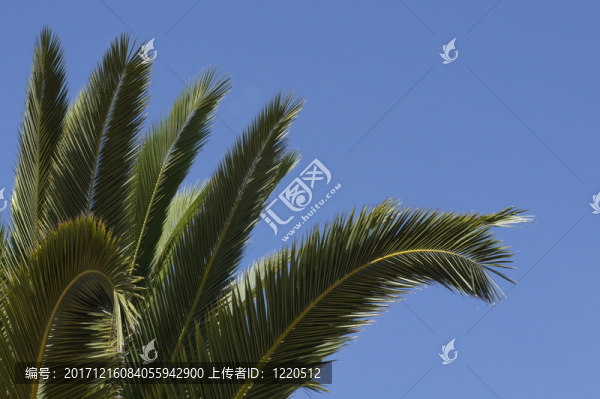 椰棗的葉子