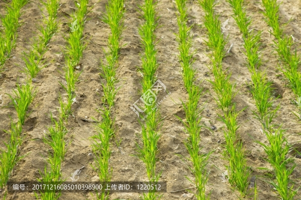 農(nóng)業(yè)