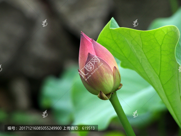 荷花,蓮花