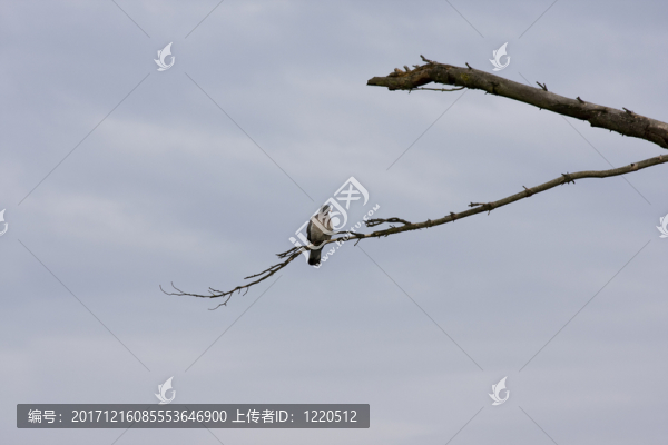 鴿子早晨