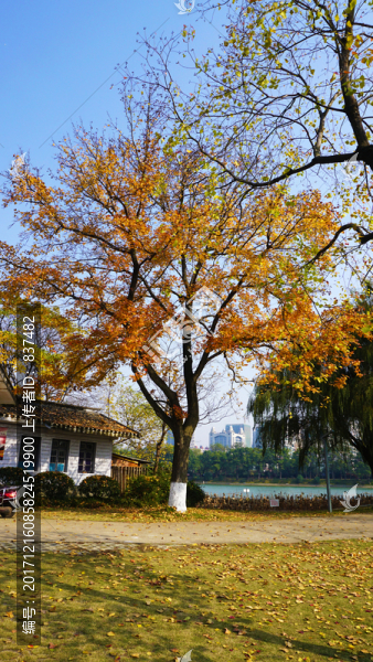 烈士公園多彩冬日