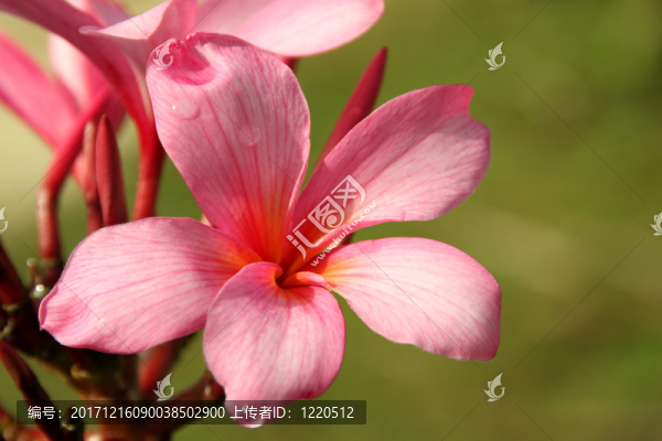 素馨花（羅莎一世）