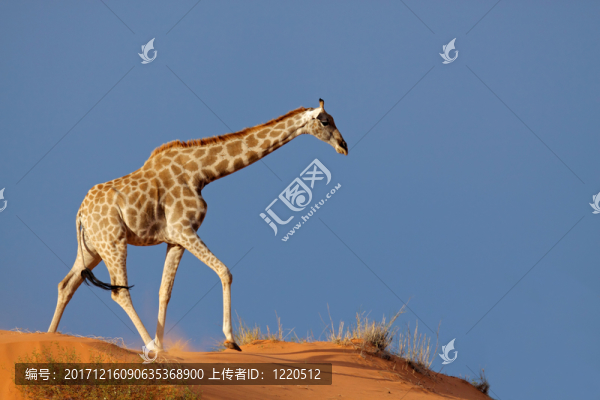 沙漠