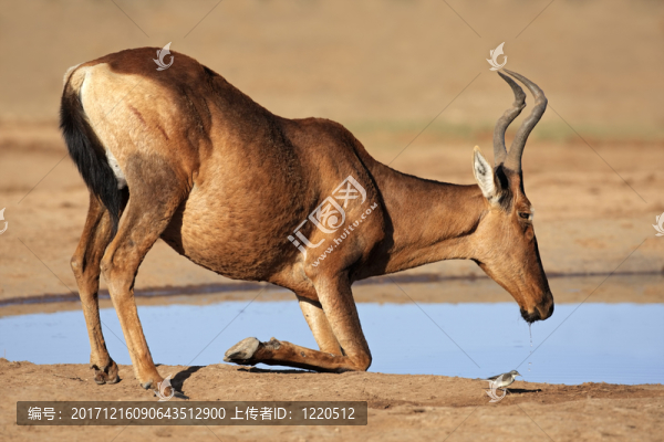 喝