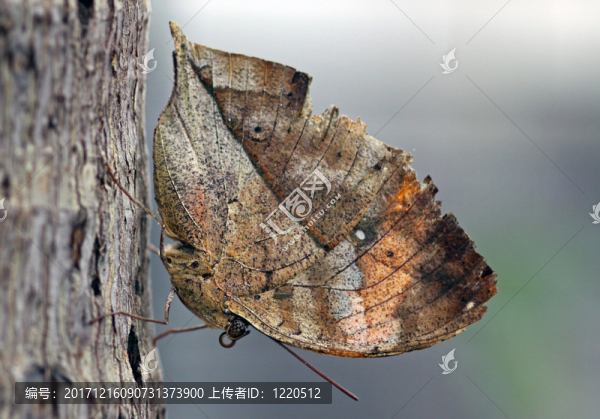 印度leafwing,[kallima,paralekta]