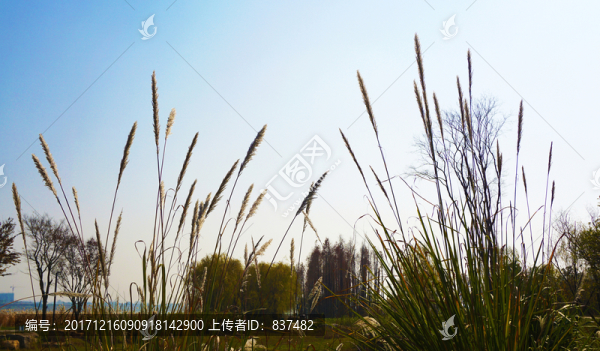 巴溪洲風景
