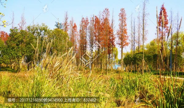 巴溪洲風景