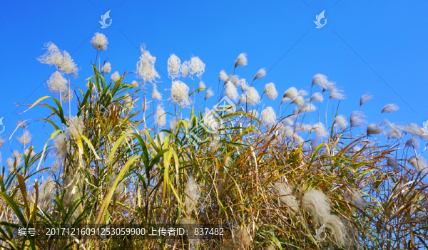 巴溪洲風(fēng)景
