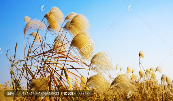 巴溪洲風(fēng)光