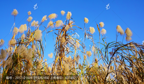 巴溪洲風(fēng)光