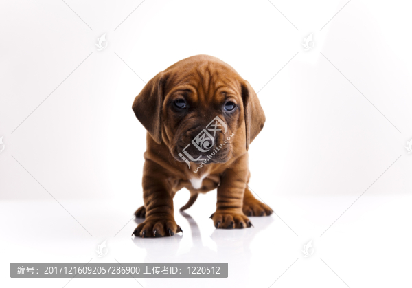 動物